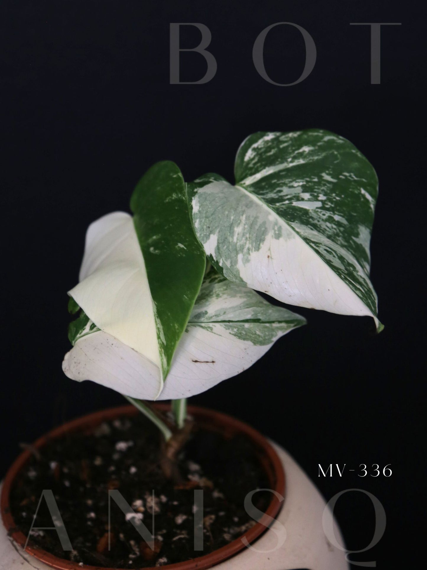 Monstera Variegated Potted MV-336
