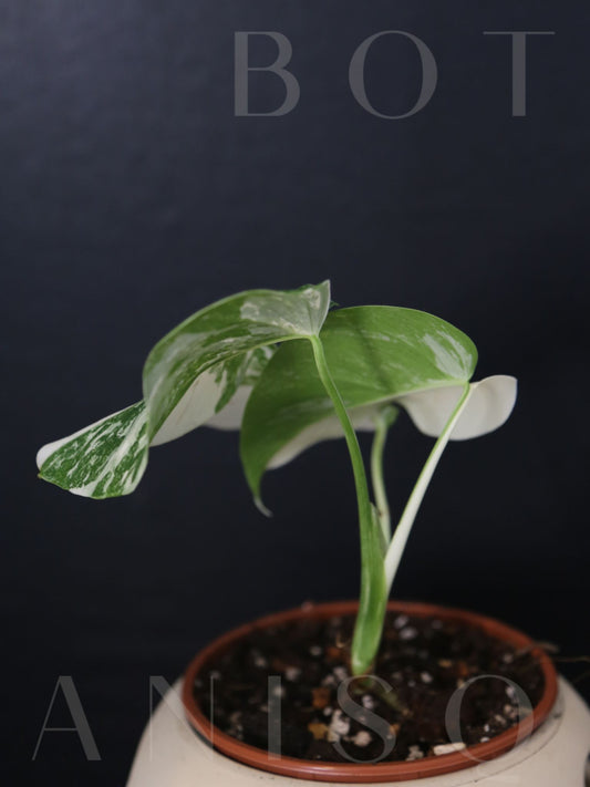 Monstera Variegated Potted MV-336