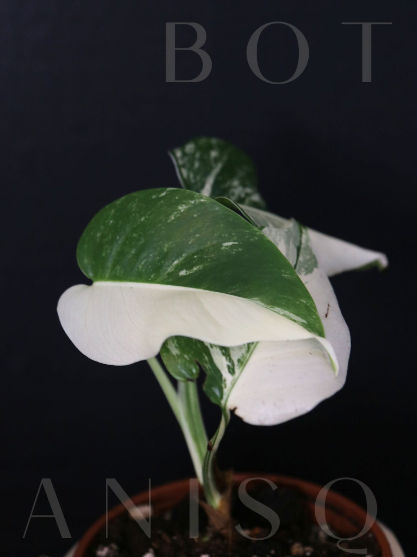 Monstera Variegated Potted MV-336