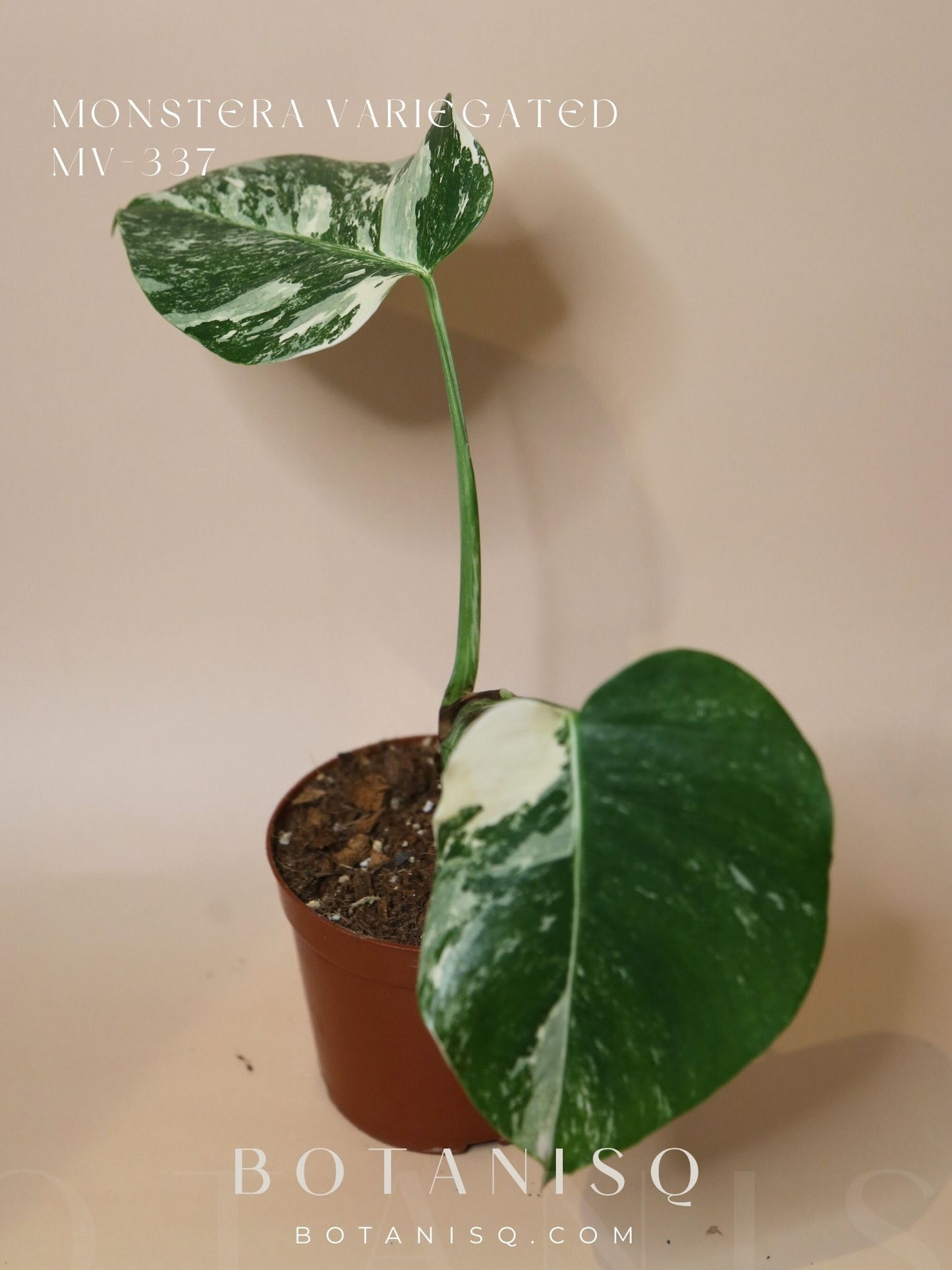Monstera Variegated Potted MV-337