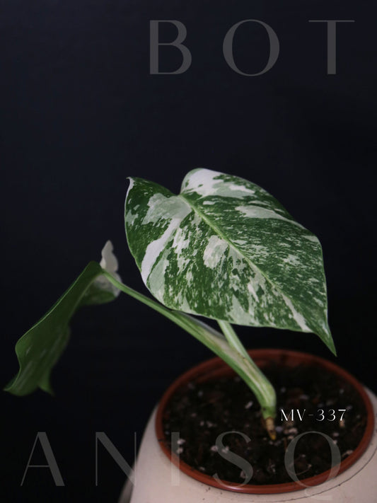 Monstera Variegated Potted MV-337