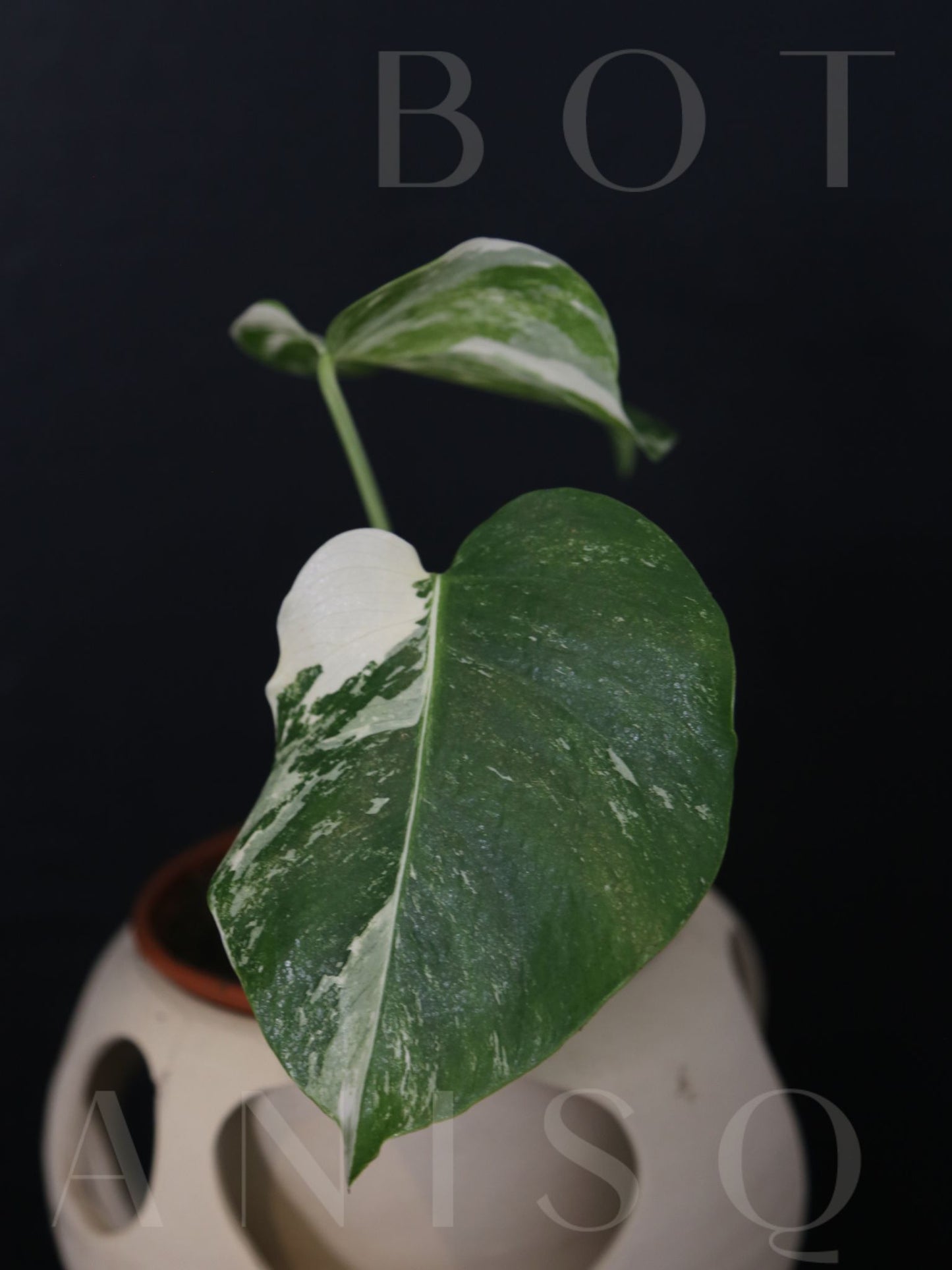 Monstera Variegated Potted MV-337