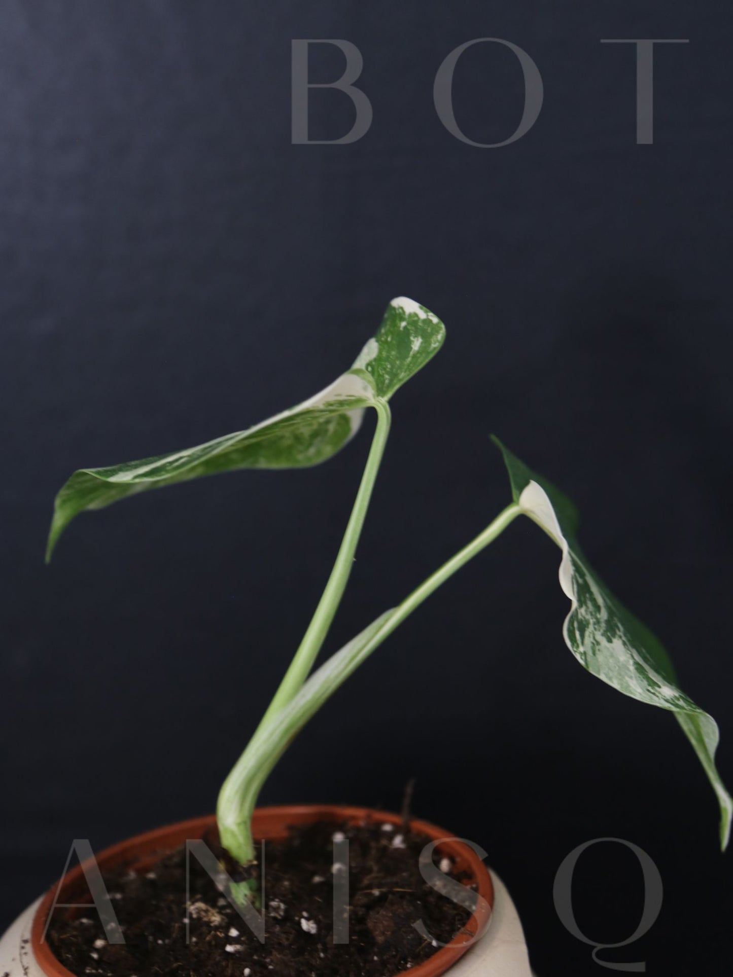 Monstera Variegated Potted MV-337