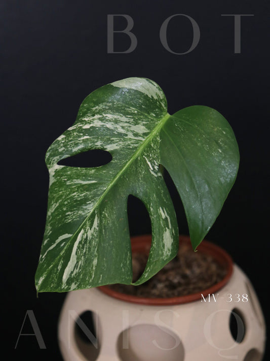 Monstera Variegated Potted MV-338