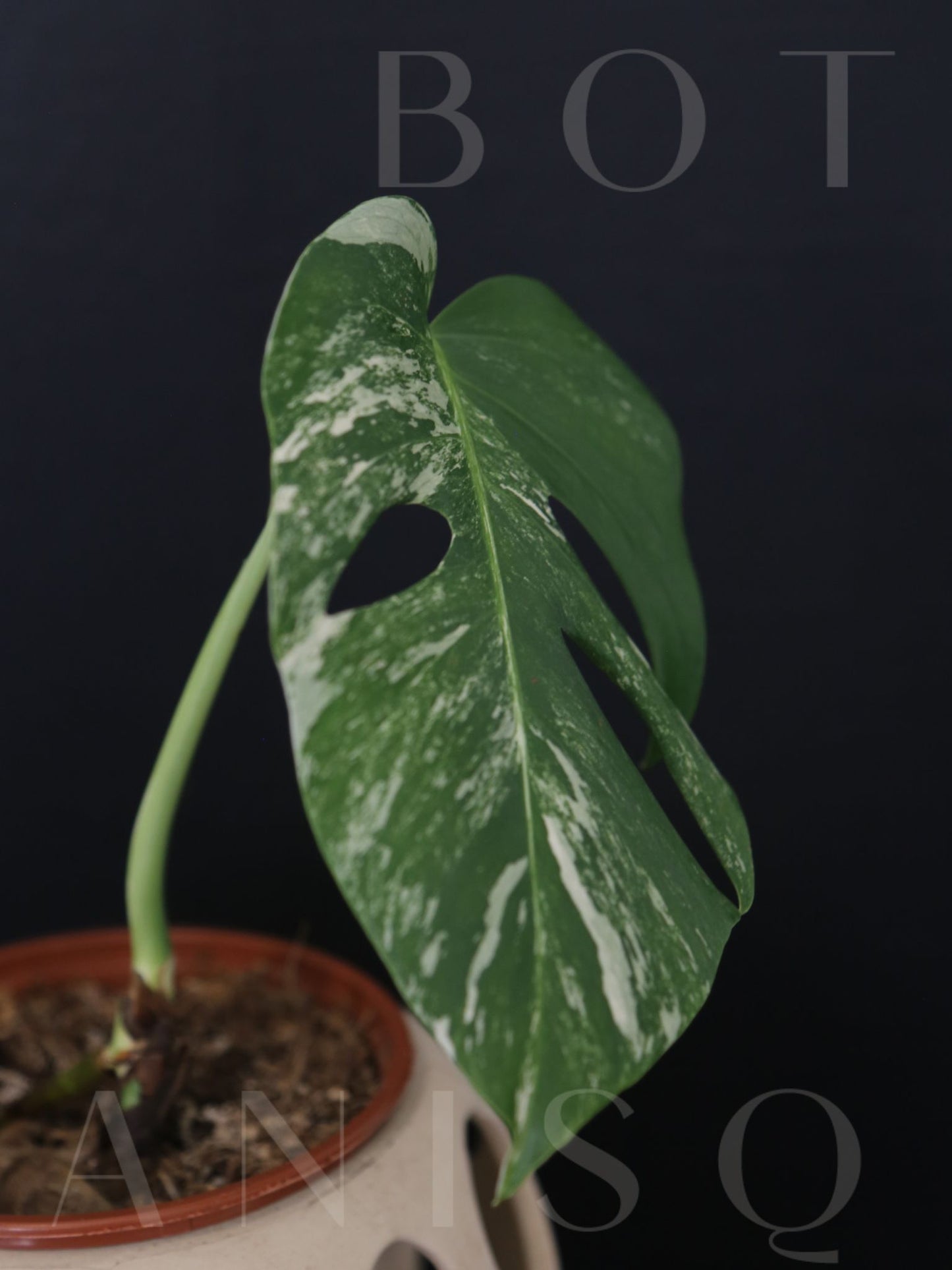 Monstera Variegated Potted MV-338