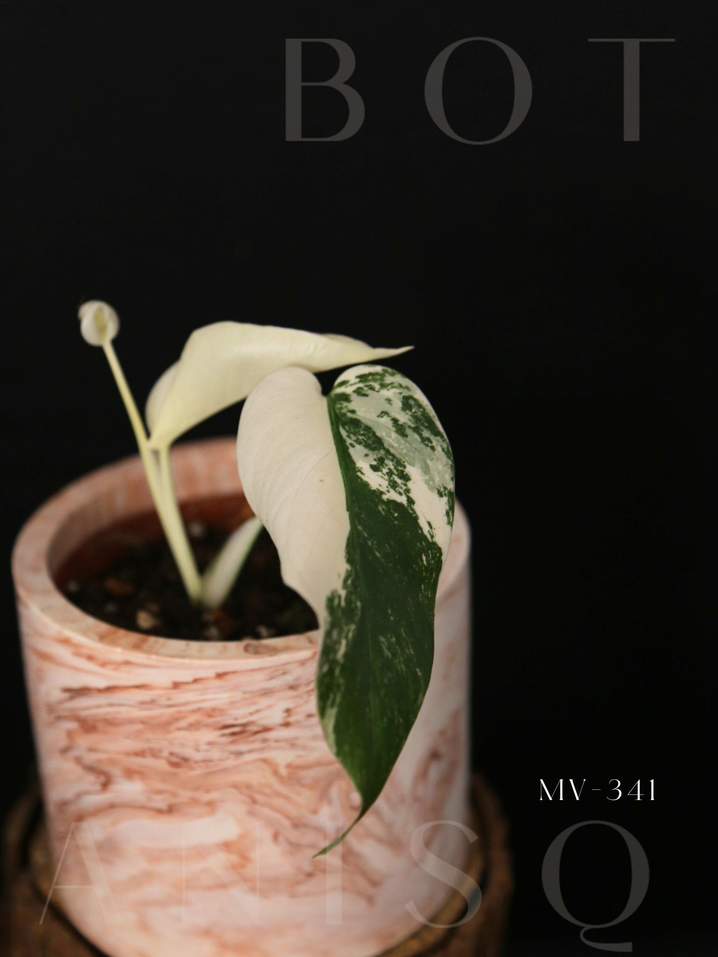 Monstera Variegated Potted MV-341