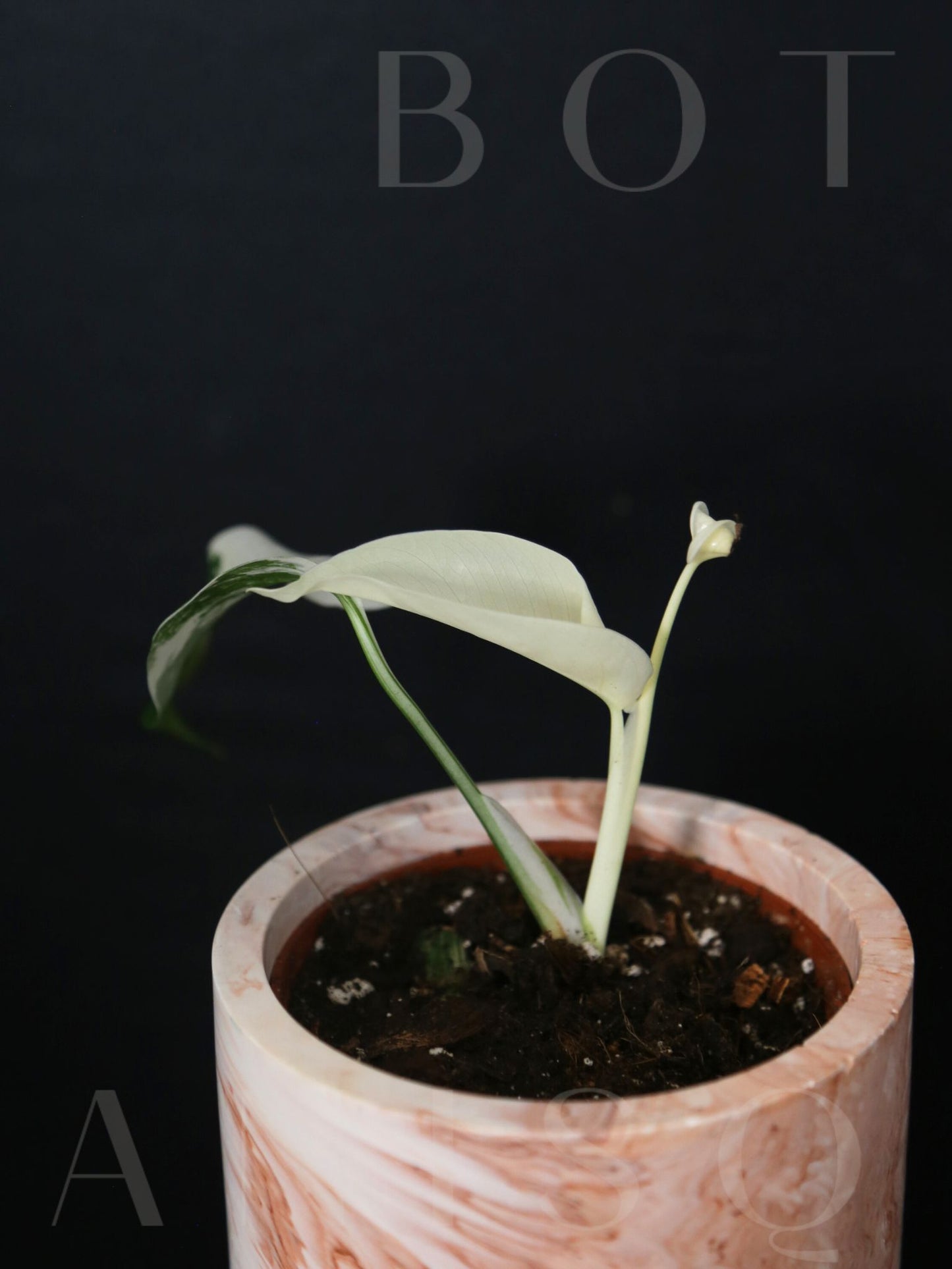 Monstera Variegated Potted MV-341