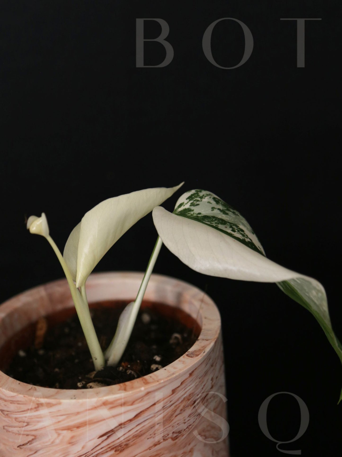 Monstera Variegated Potted MV-341