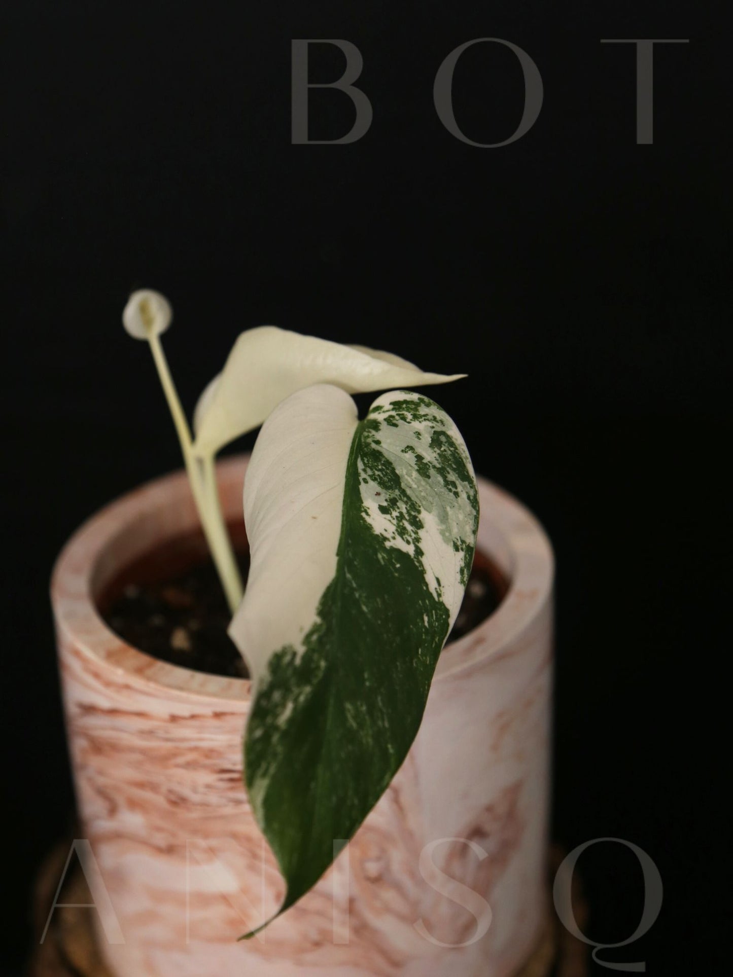 Monstera Variegated Potted MV-341