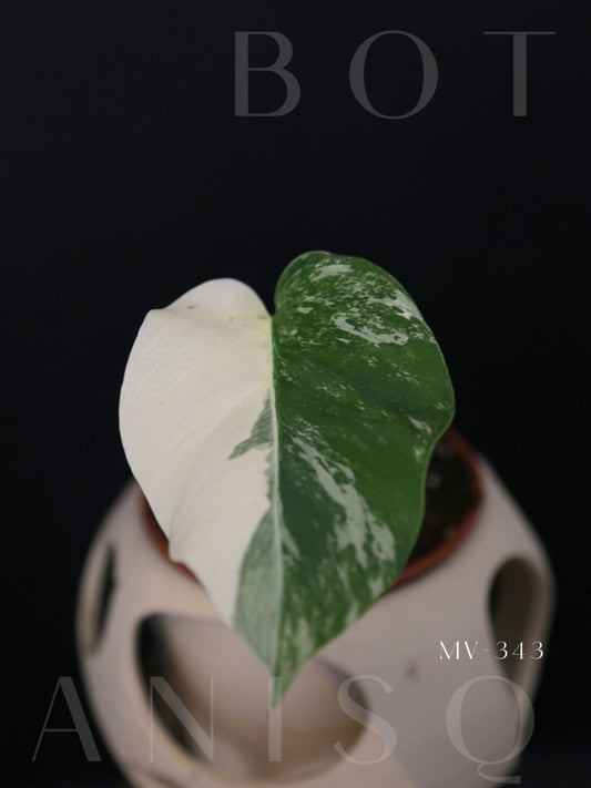 Monstera Variegated Potted MV-343