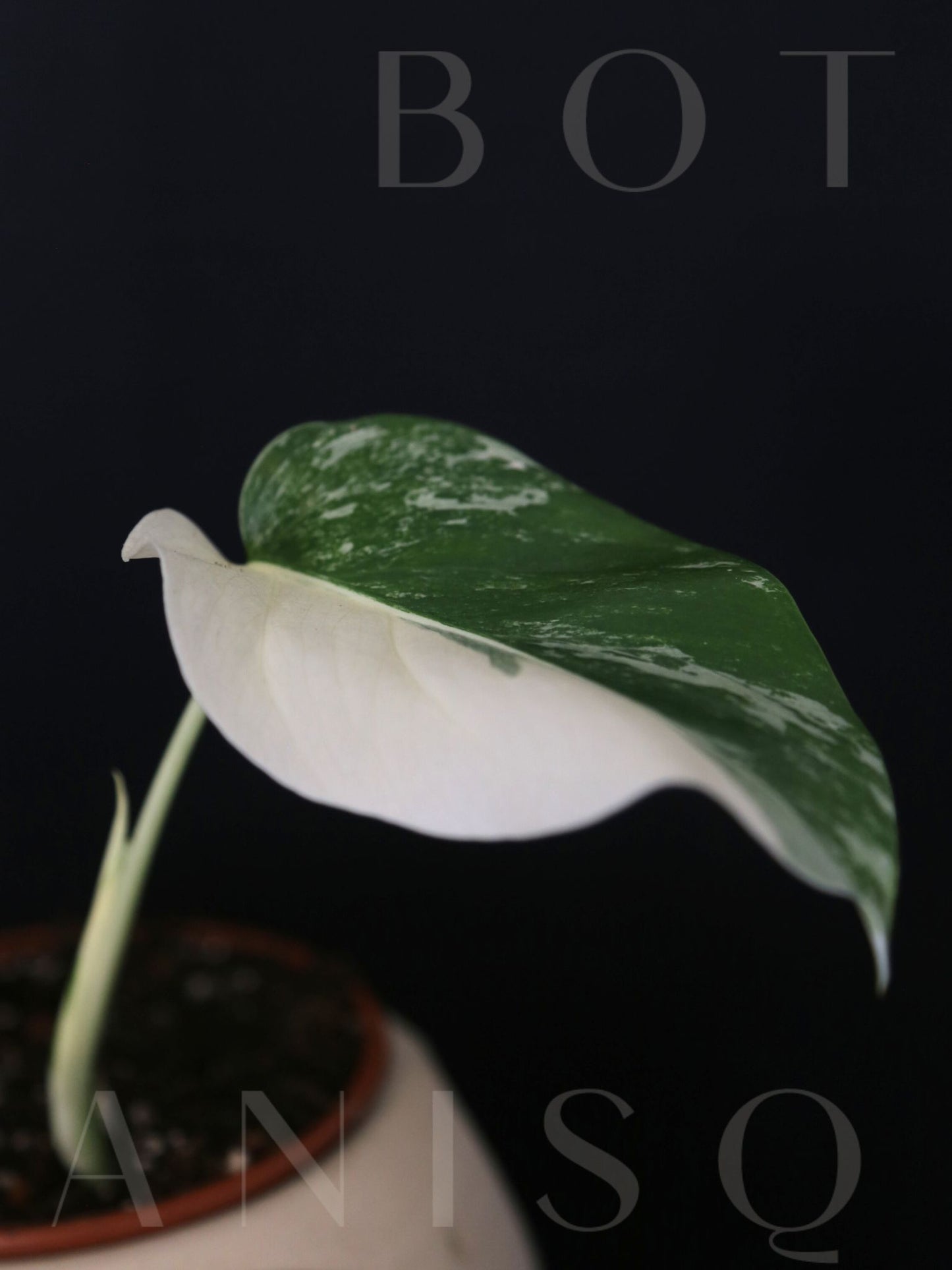 Monstera Variegated Potted MV-343