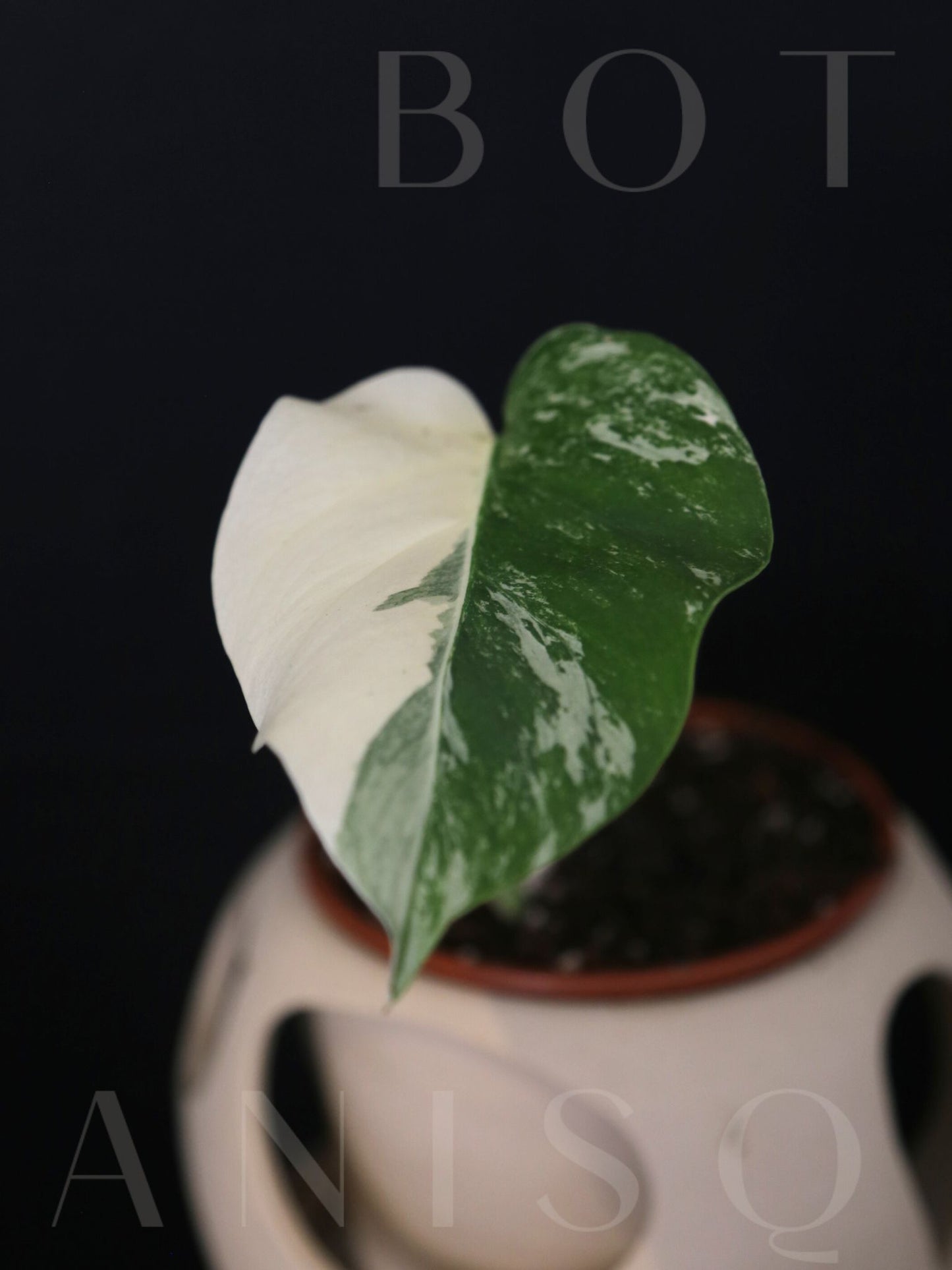 Monstera Variegated Potted MV-343