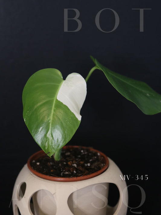 Monstera Variegated Potted MV-345