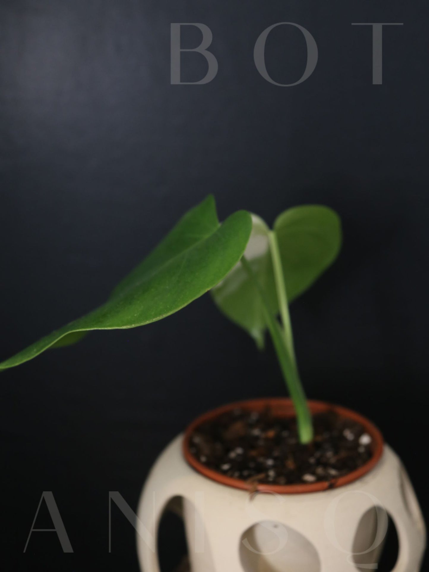 Monstera Variegated Potted MV-345