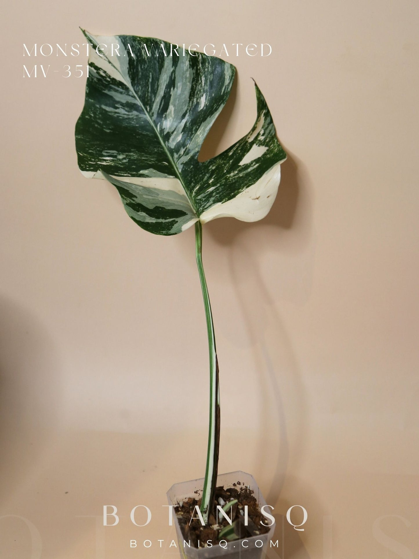 Monstera Variegated Potted MV-351