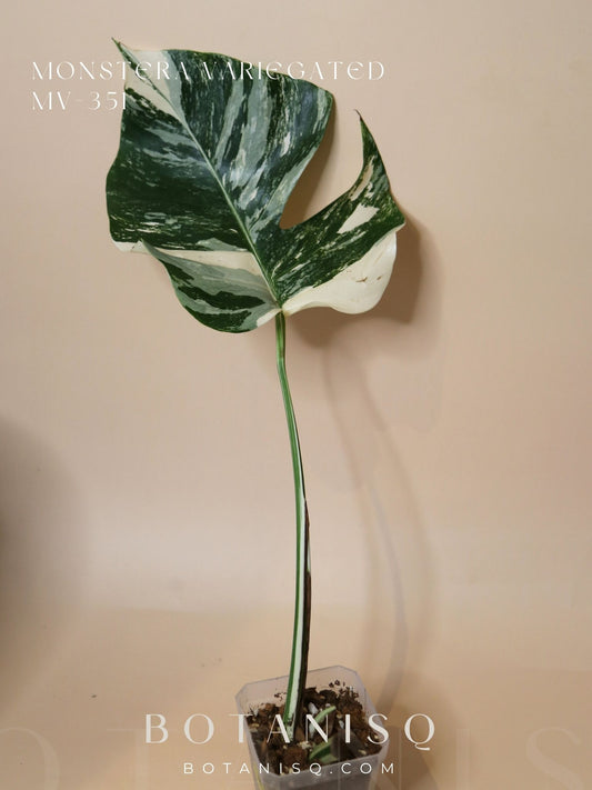 Monstera Variegated Potted MV-351