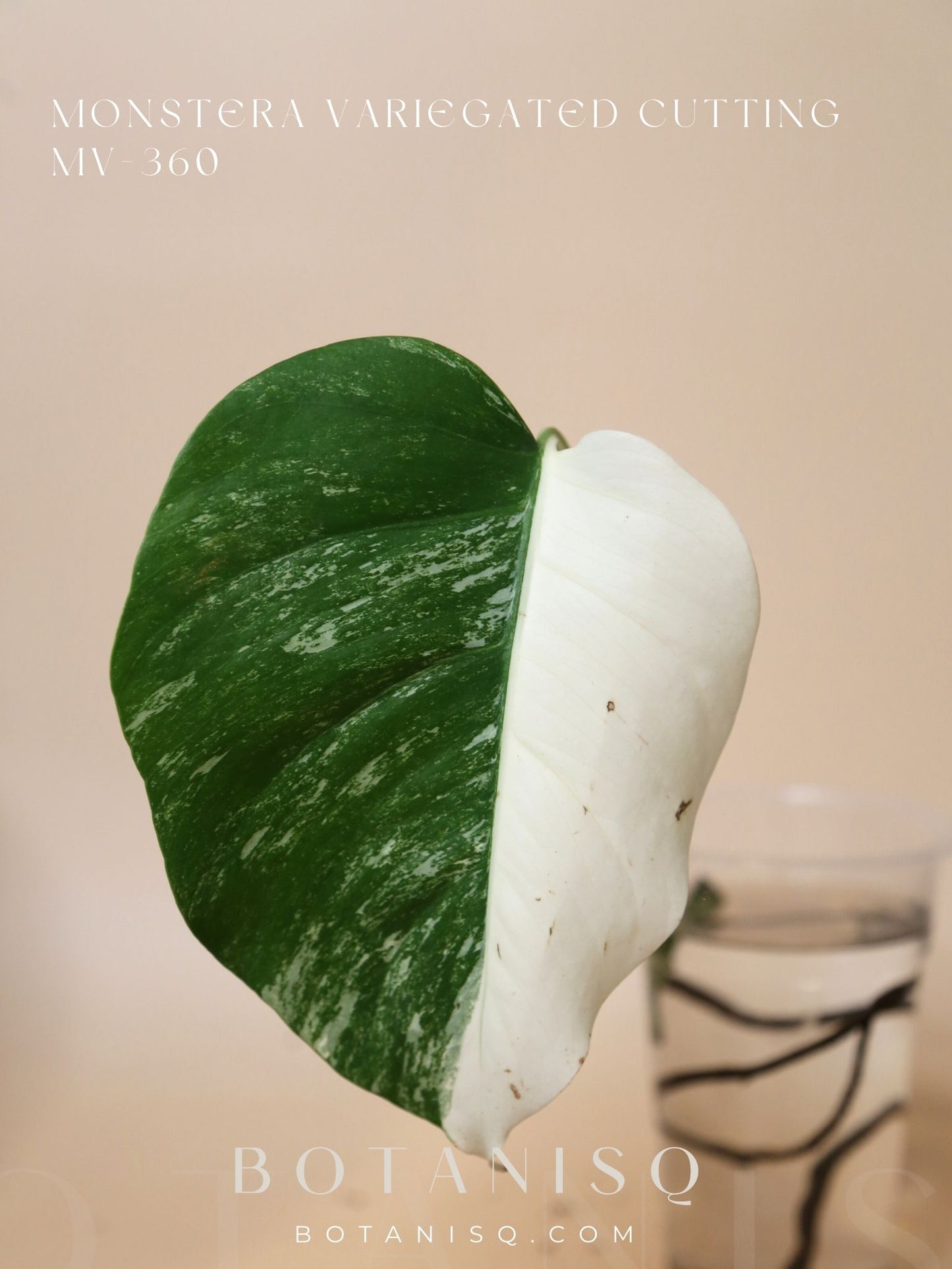 Monstera Variegated Half-moon cutting MV-360