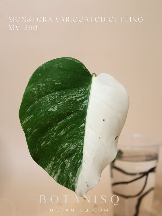 Monstera Variegated Half-moon cutting MV-360