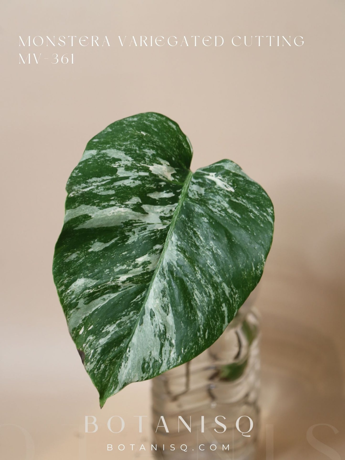 Monstera Variegated cutting MV-361