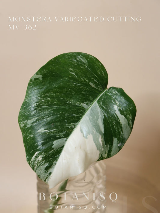 Monstera Variegated cutting MV-362