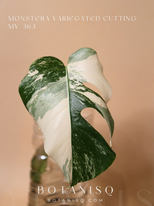 Monstera Variegated cutting MV-363