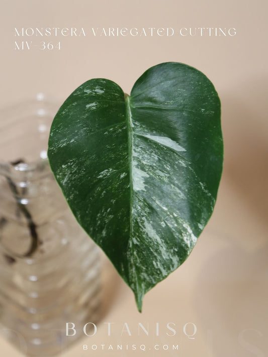 Monstera Variegated cutting MV-364