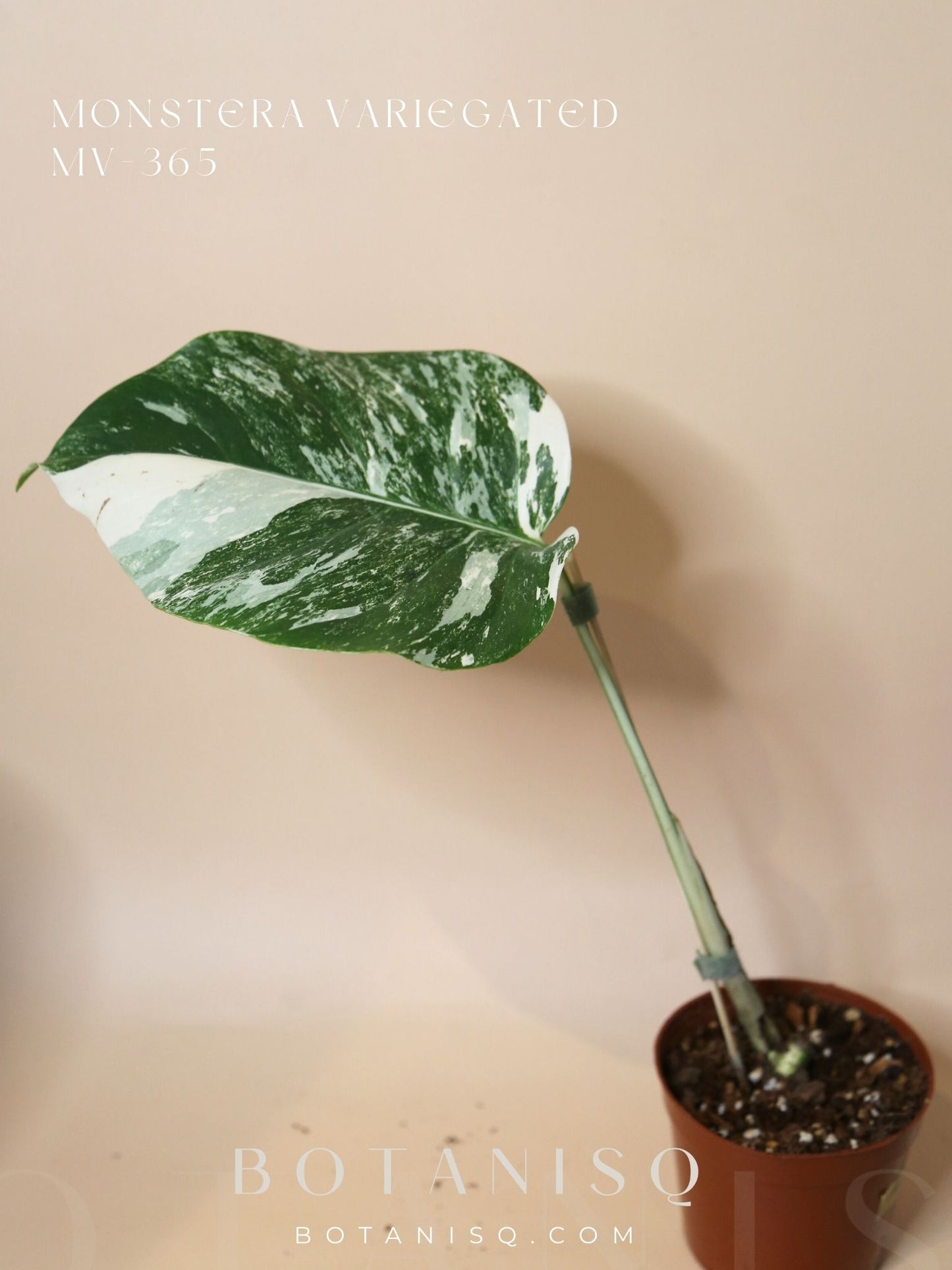 Monstera Variegated Potted MV-365