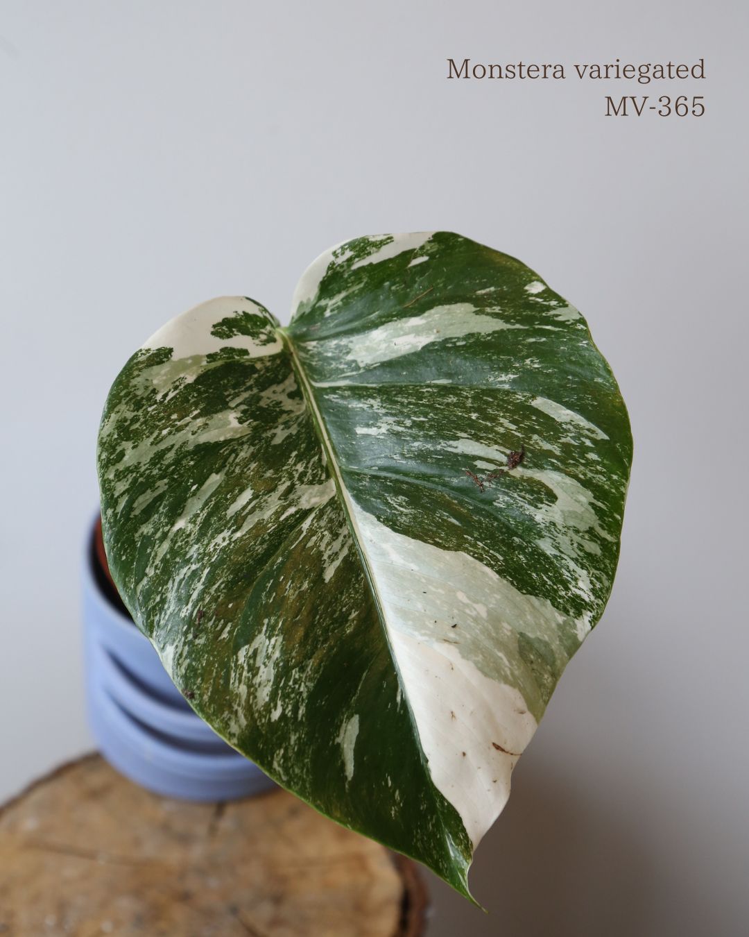 Monstera Variegated Potted MV-365