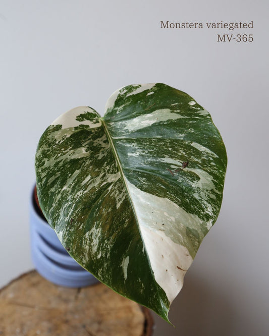 Monstera Variegated Potted MV-365
