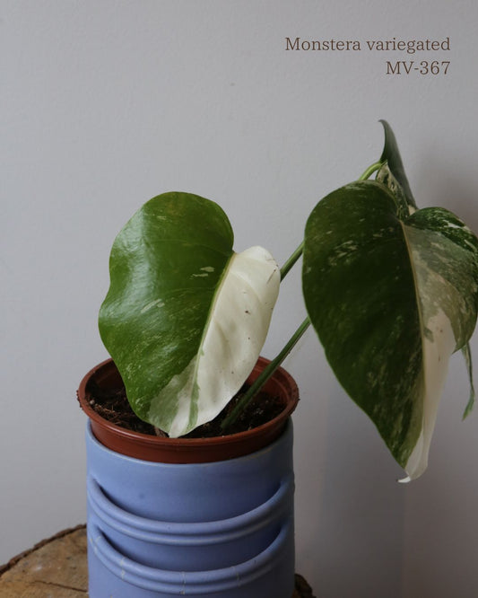 Monstera Variegated Potted MV-367