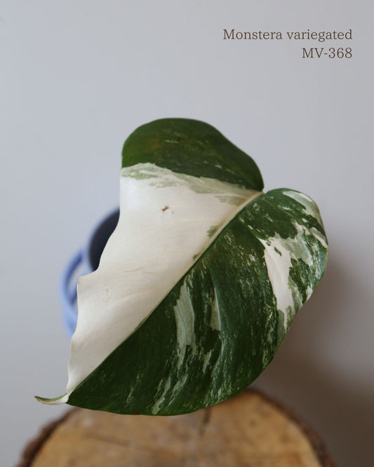 Monstera Variegated Potted MV-368