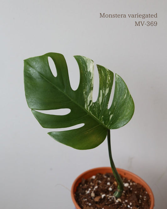 Monstera Variegated Potted MV-369
