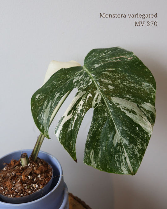 Monstera Variegated Potted MV-370