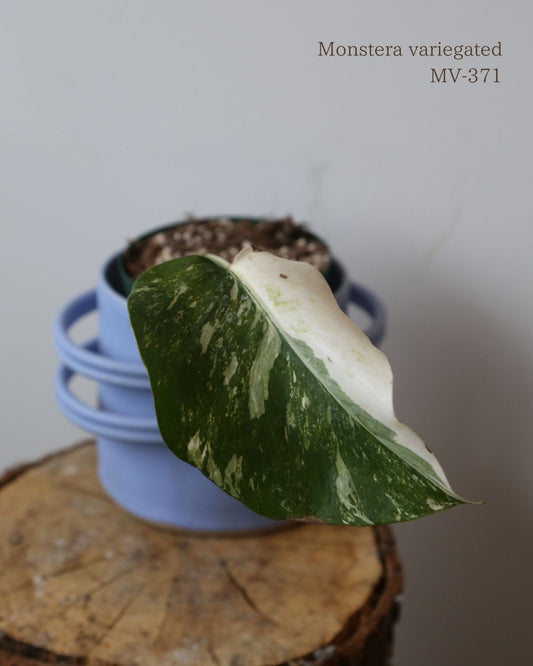 Monstera Variegated Potted MV-371