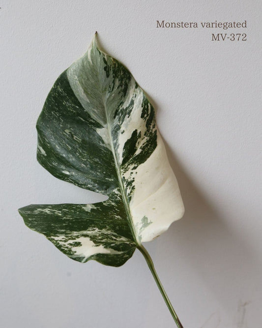 Monstera Variegated Potted MV-372