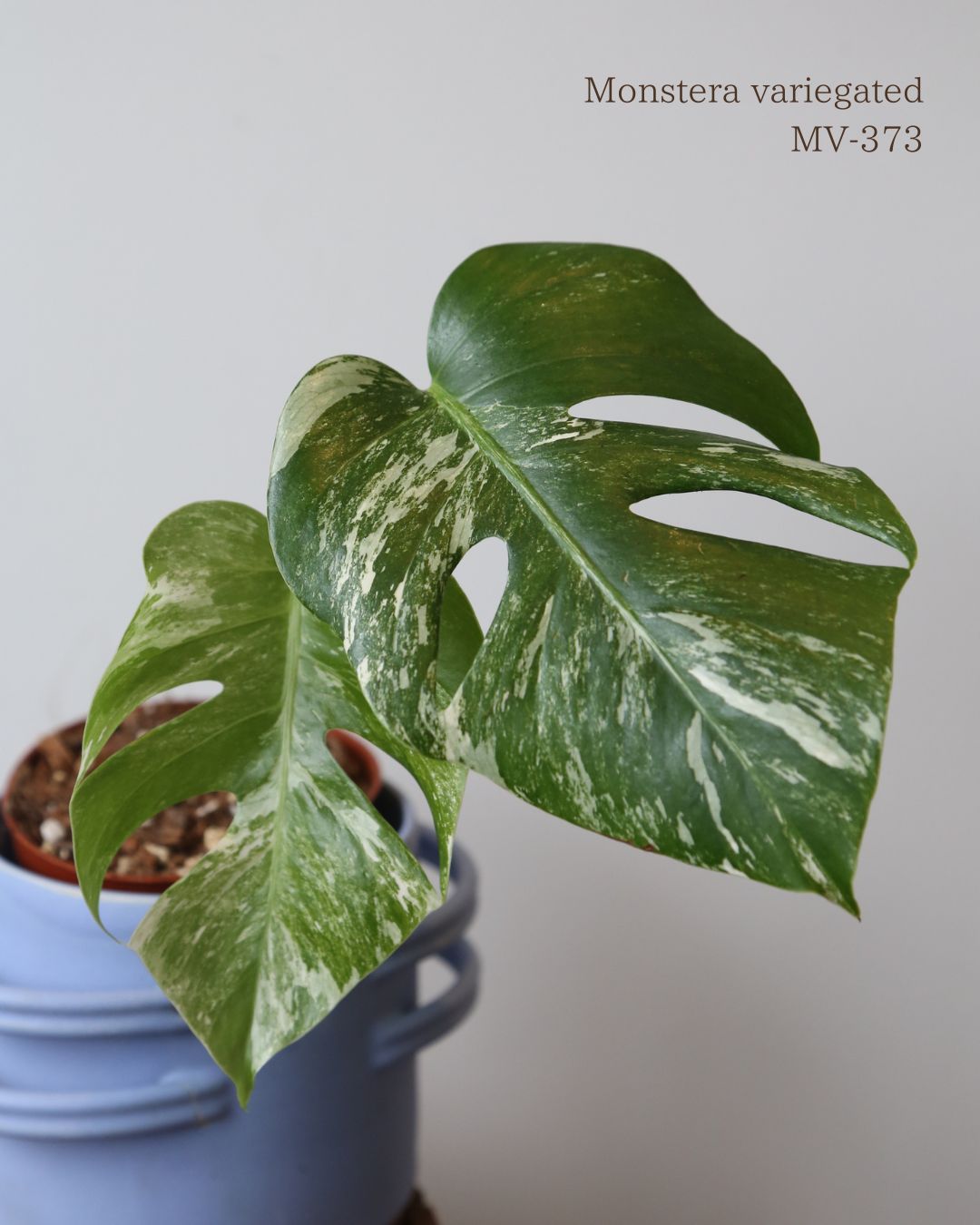 Monstera Variegated Potted MV-373