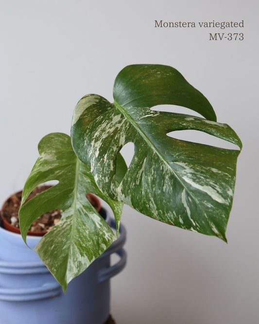 Monstera Variegated Potted MV-373