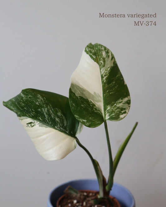 Monstera Variegated Potted MV-374