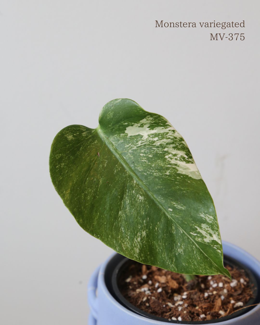 Monstera Variegated Potted MV-375