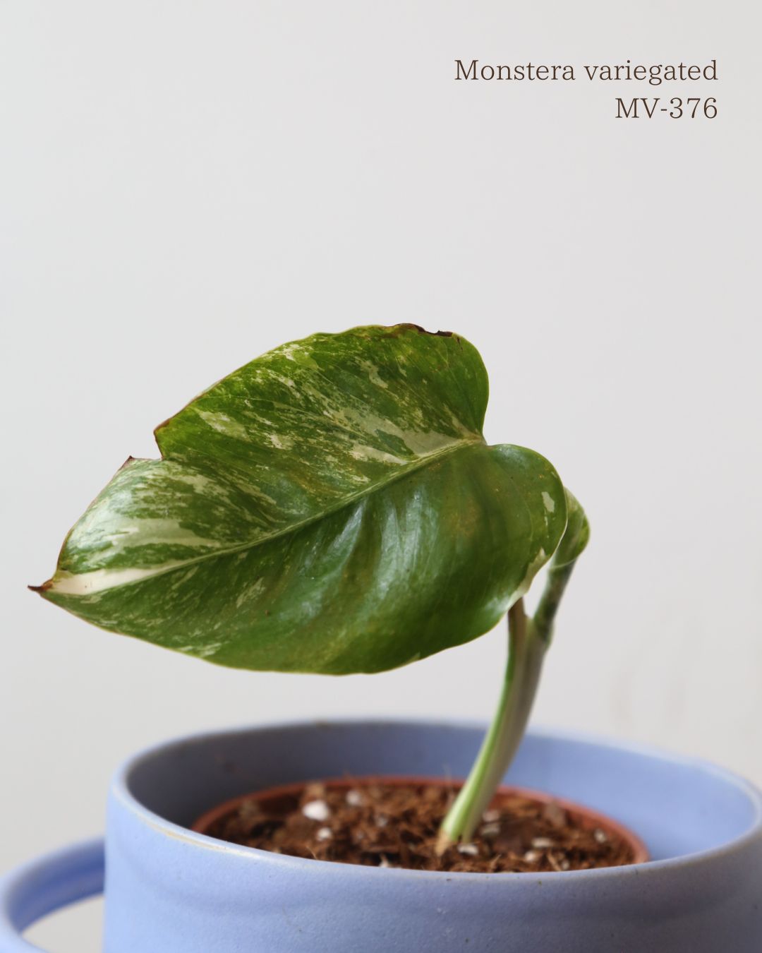 Monstera Variegated Potted MV-376