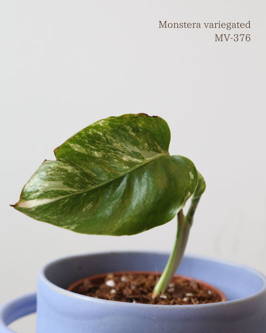 Monstera Variegated Potted MV-376