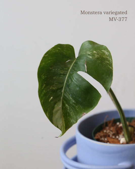 Monstera Variegated Potted MV-377