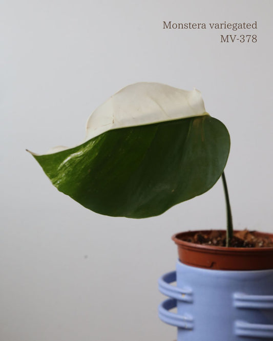 Rare! Monstera Variegated Half-Moon Potted MV-378