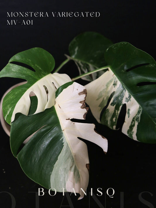 Monstera Variegated Well Rooted Potted Plant MV-A01