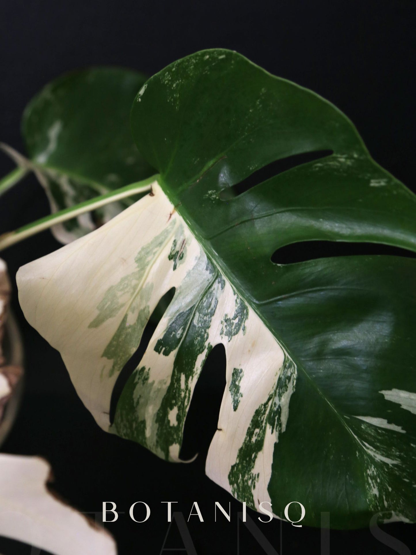 Monstera Variegated Well Rooted Potted Plant MV-A01