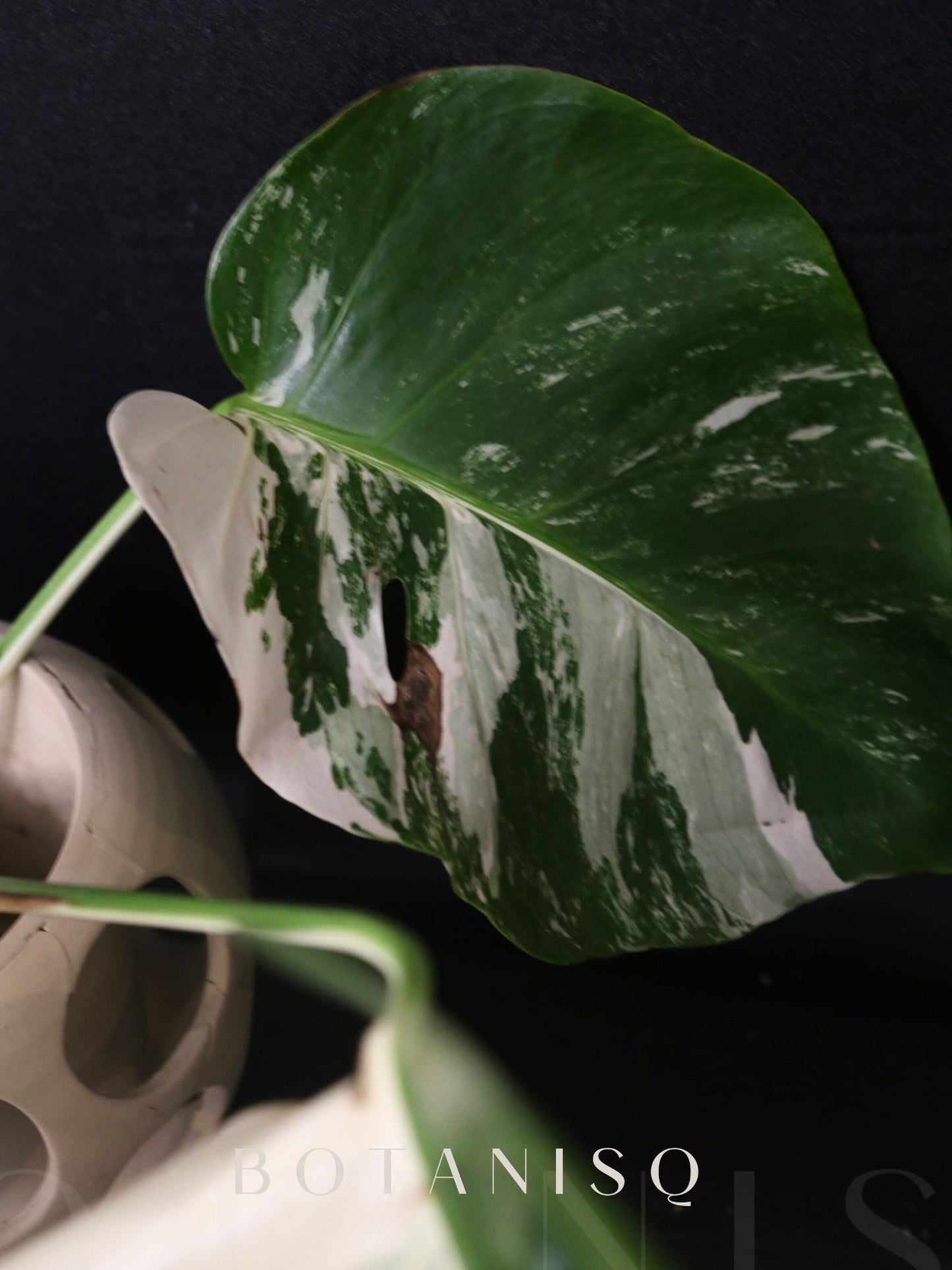 Monstera Variegated Well Rooted Potted Plant MV-A01