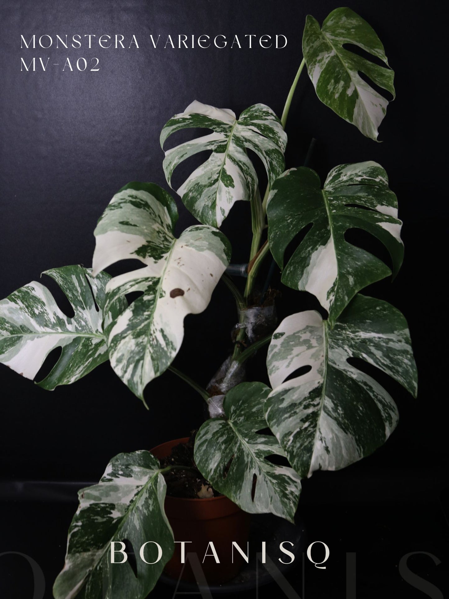 Monstera Variegated Well Rooted Potted Plant MV-A02 | Free Shipping