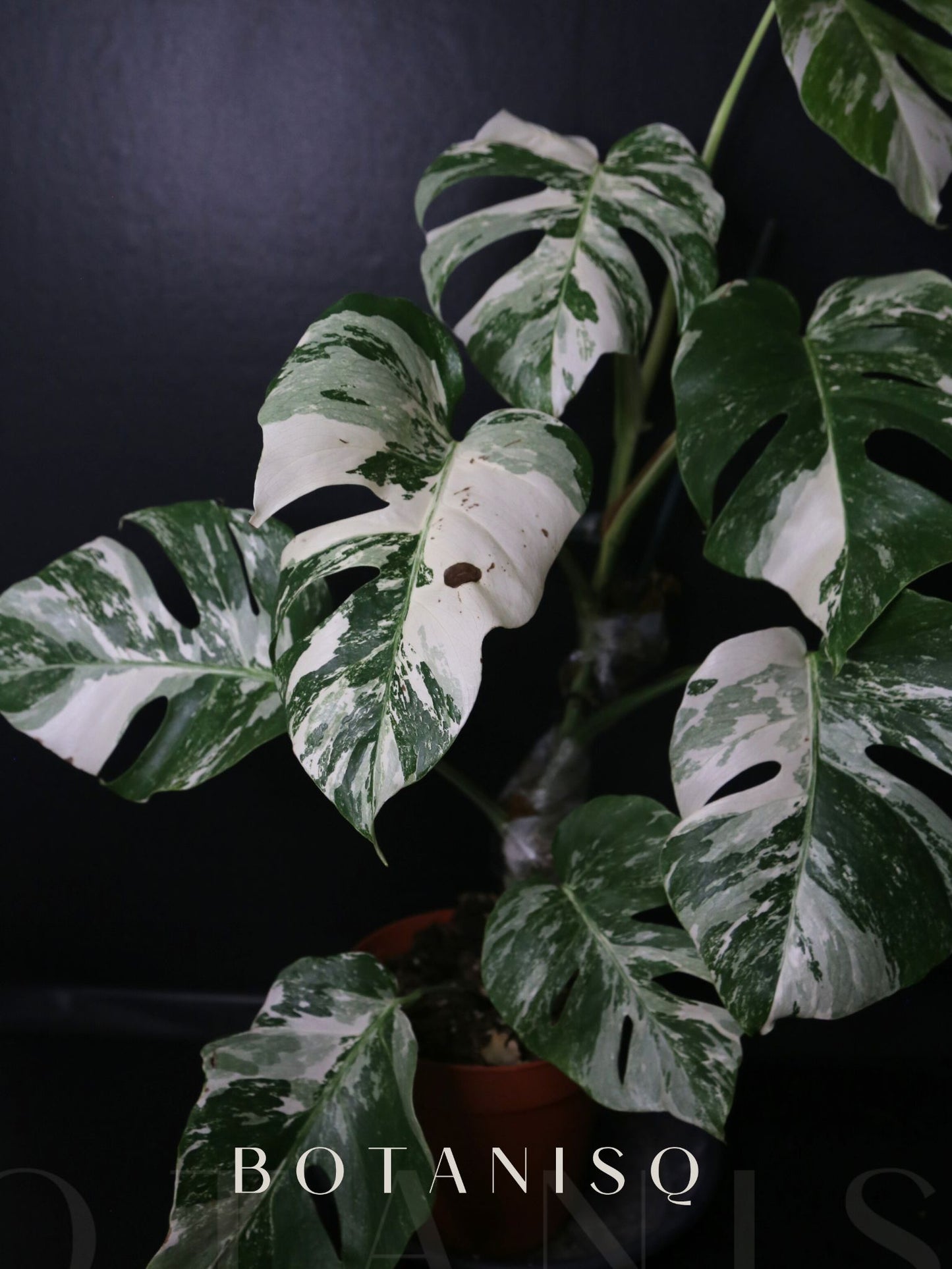 Monstera Variegated Well Rooted Potted Plant MV-A02 | Free Shipping