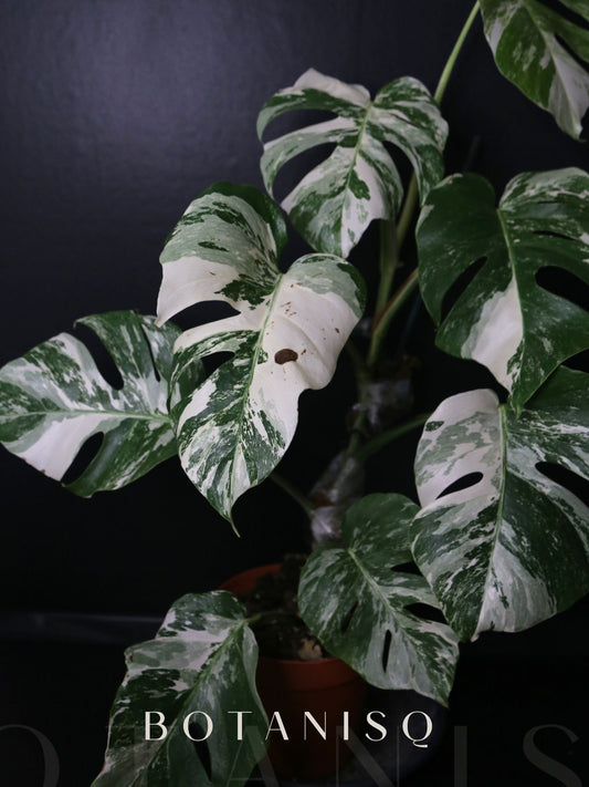 Monstera Variegated Well Rooted Potted Plant MV-A02 | Free Shipping