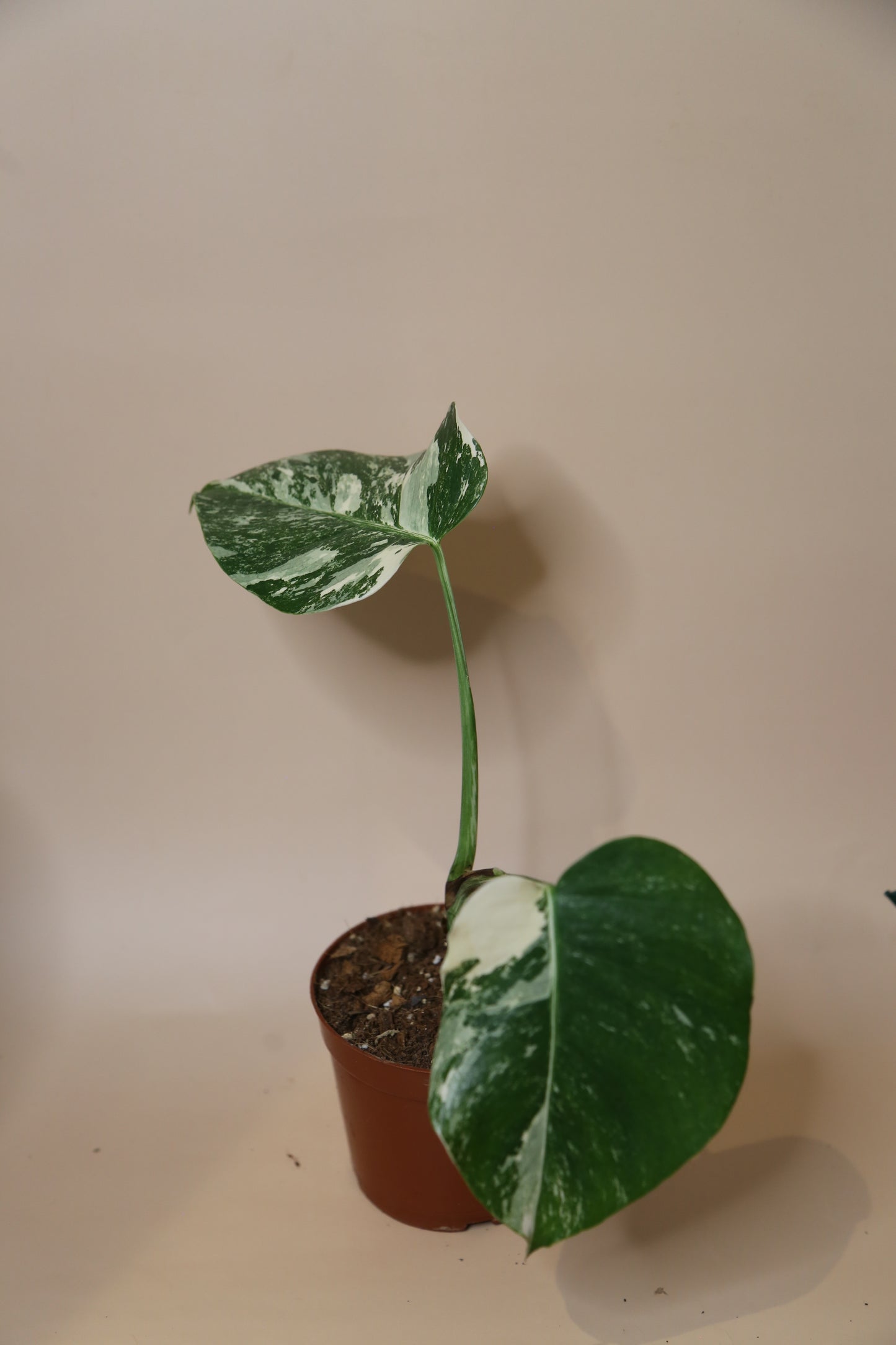 Monstera Variegated Potted MV-337
